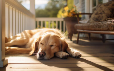 Pet-Friendly Decking: Creating a Safe Haven for Your Furry Friends