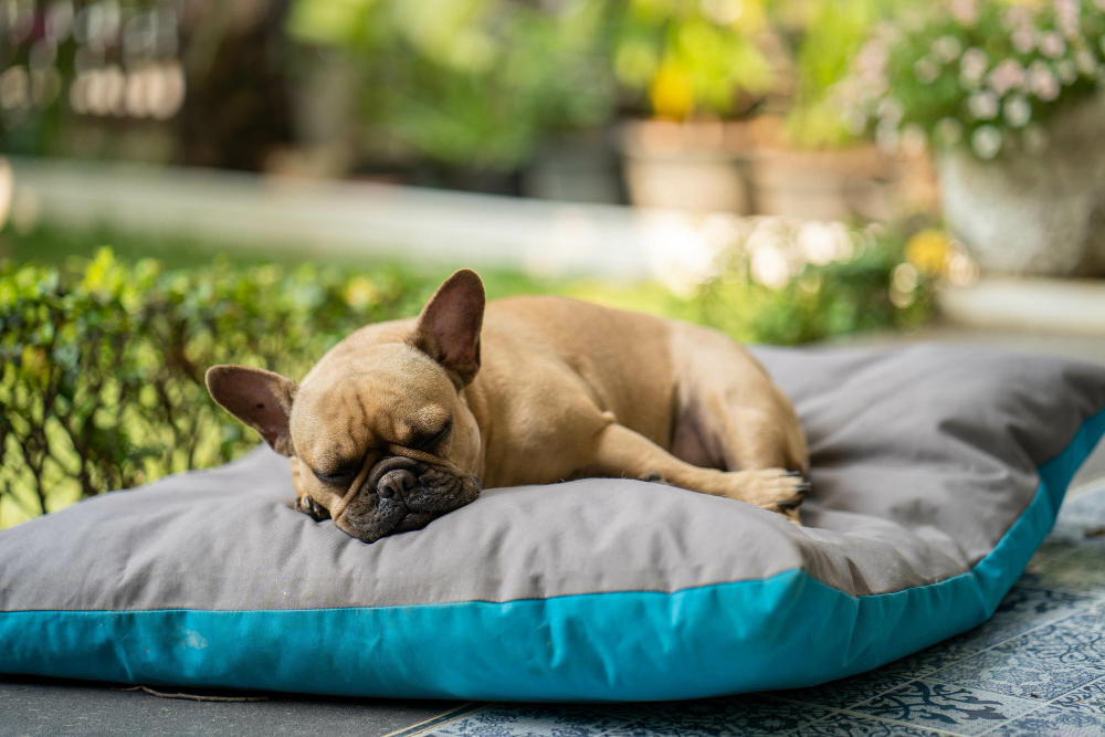 closeup adorable bulldog sleeping pillows garden sunny day
