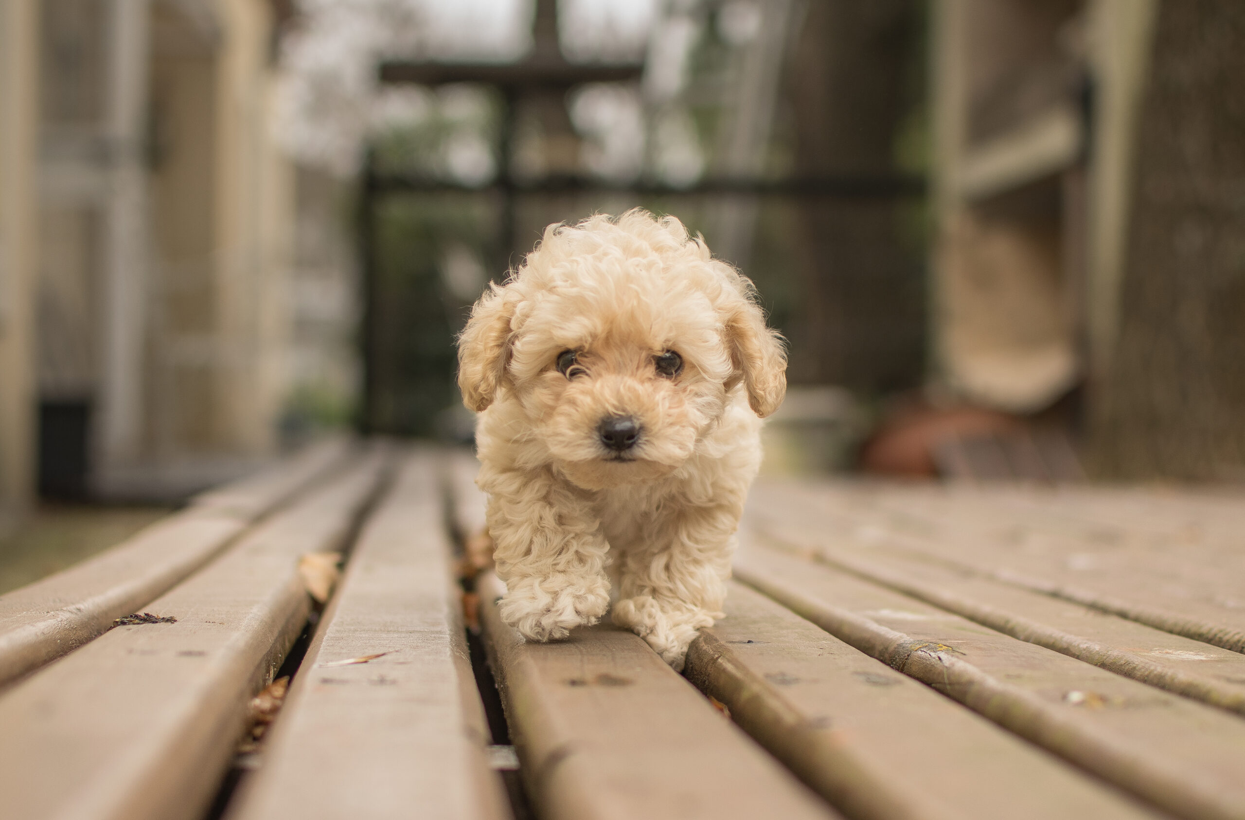 cute beige shih poo maltipoo dog walking wooden deck scaled