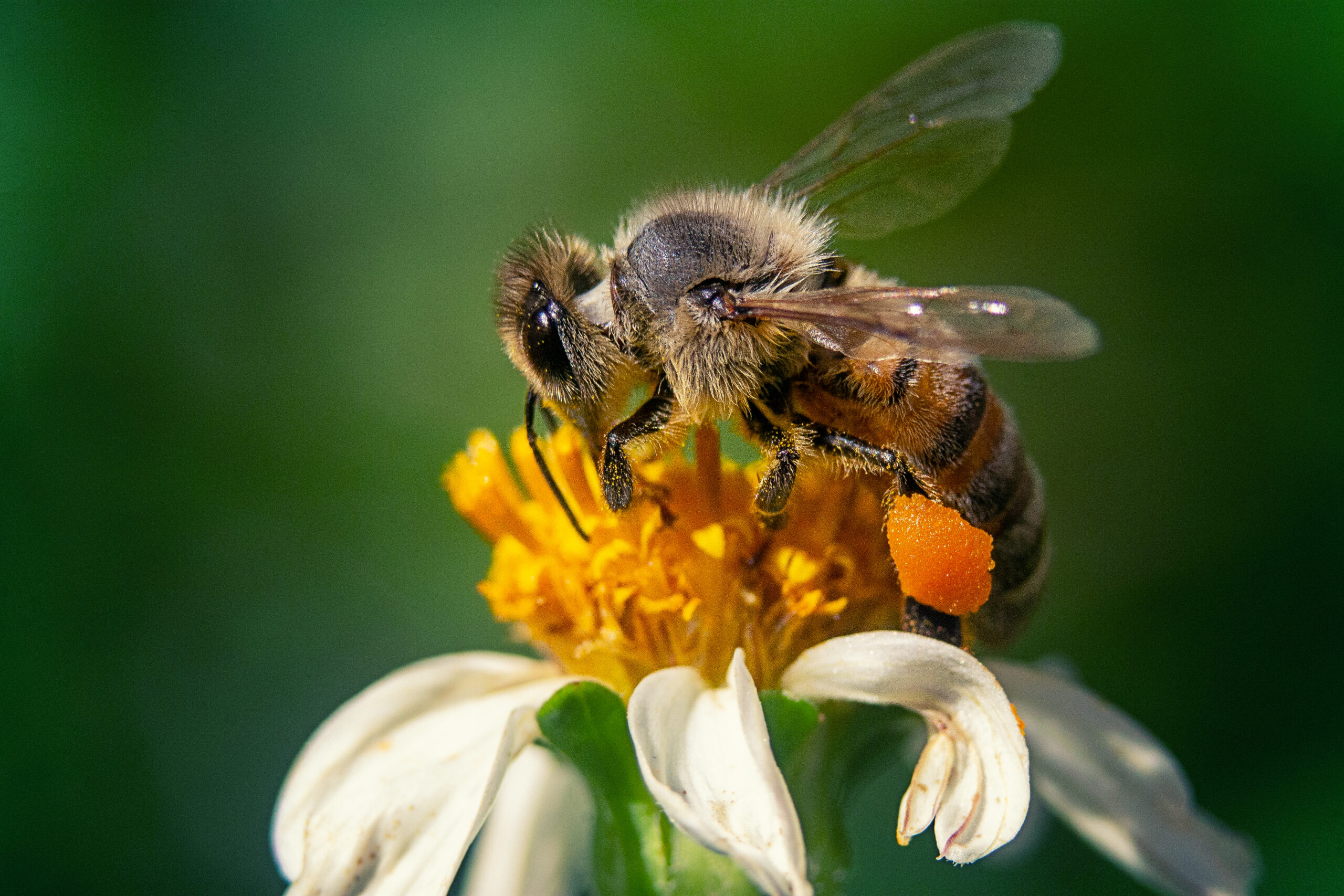 closeup shot bee chamomile flower scaled