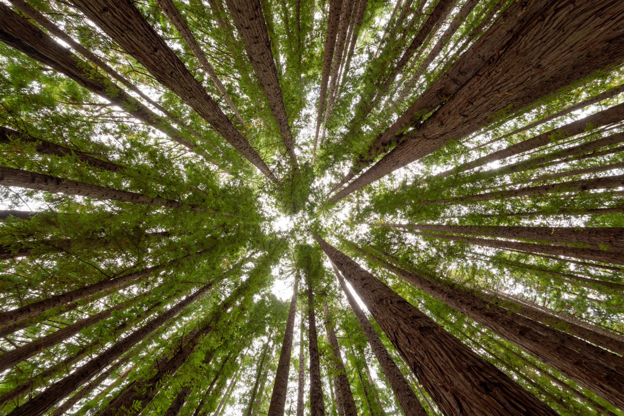 low angle shot trees redwood forest scaled